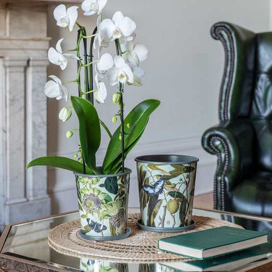TheFoalyard Ivyline Kew Royal Botanic Gardens Botanical Retreat Planters With Saucer white orchid