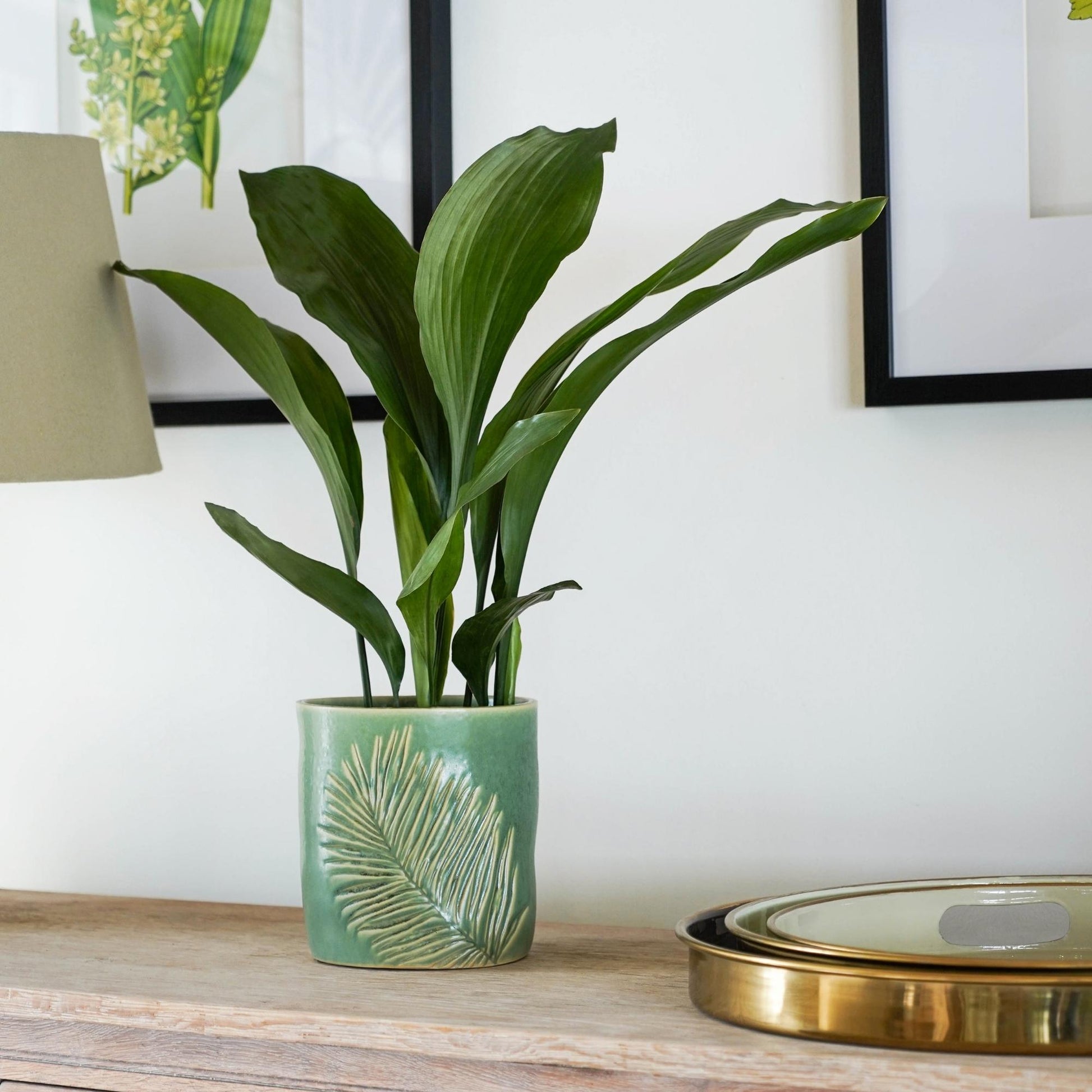 TheFoalyard Ivyline Kew Royal Botanic Gardens Stoneware Sago Palm Planter Olive