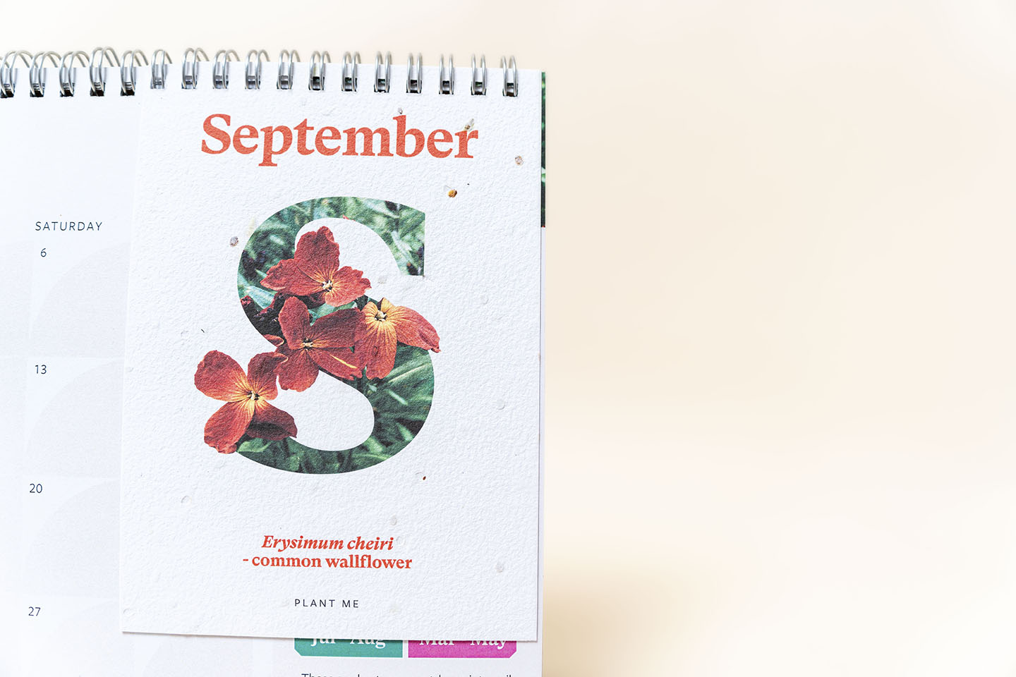 TheFoalyard RHS Willsow Plantable Desk Calendar September wallflower