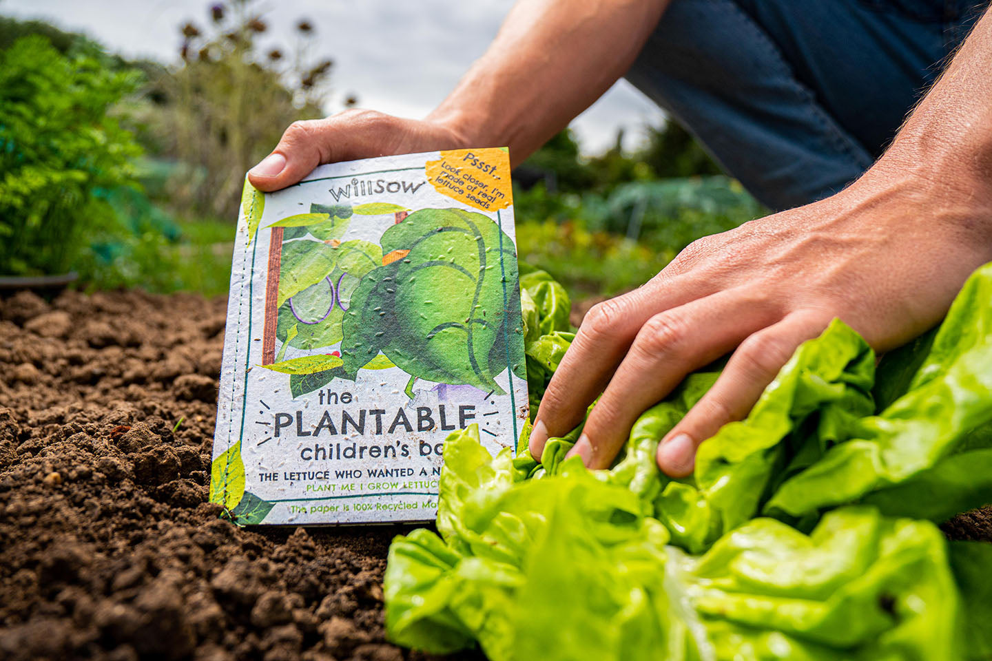 TheFoalyard Willsow The Lettuce Who Wanted a New Look The Plantable Lettuces Childrens Book salad