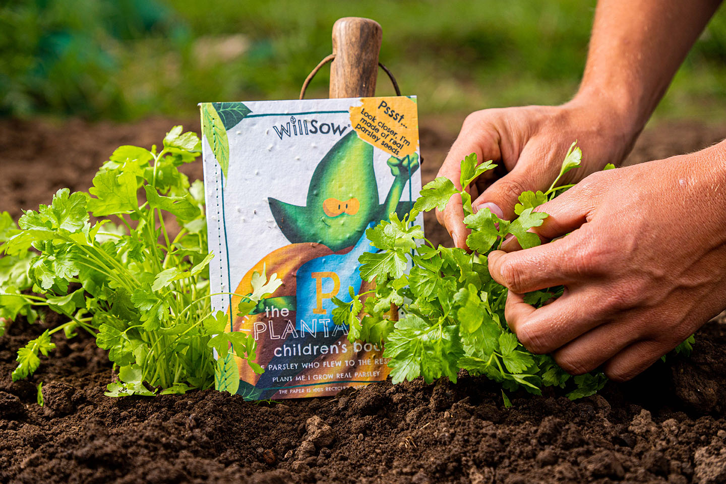 TheFoalyard Willsow The Parsley Who Flew to the Rescue The Plantable Parsley Childrens Book outdoor