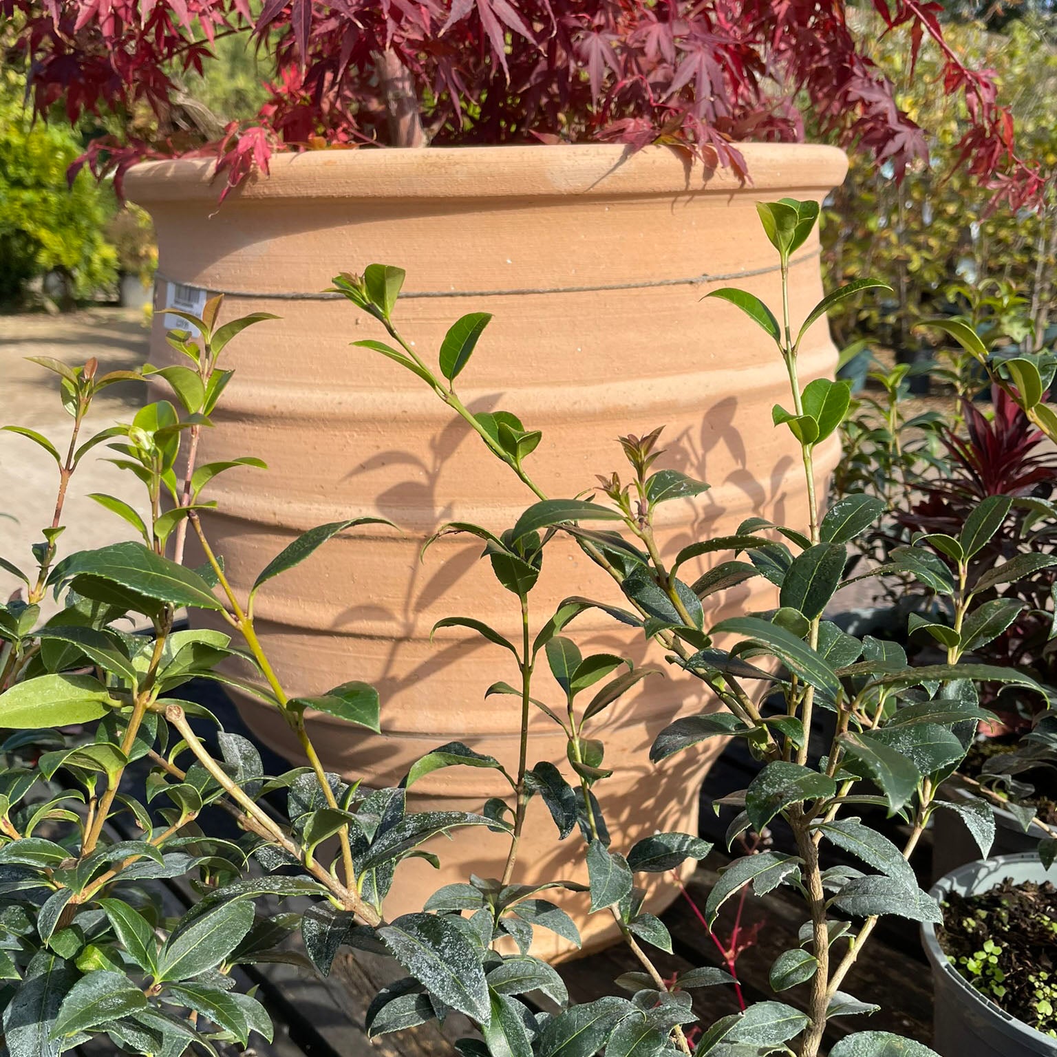 The Foalyard - Fraska Cretan Terracotta Large Frost-Proof Pots from H70 x D60cm premium quality home garden decor - 50 years warranty - The Terracotta Pot Company - Cretan Ceramics by Andonis Araviakis