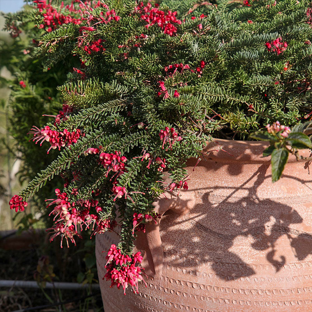 The Foalyard - Pithos Cretan Terracotta Large Frost-Proof Pots from H70 x D45cm high quality home garden decor - 50 years guarantee - The Terracotta Pot Company - Cretan Ceramics by Andonis Araviakis
