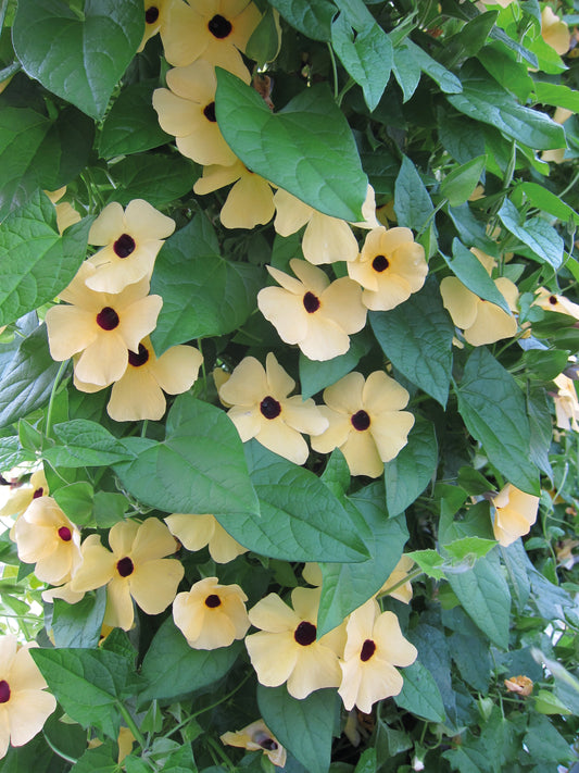Thunbergia Amber Eyes