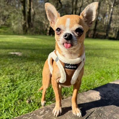 Tiny Trails 15mm Wide Suede Effect Lead with Neoprene Handle Lining Mocha