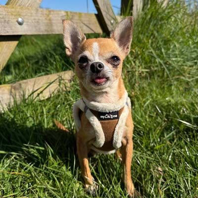 Tiny Trails Step In Soft Touch Suede Effect Faux Fur Lined Puppy and Small Dog Harness Mocha