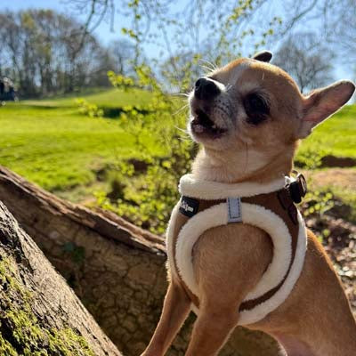 Tiny Trails Step In Soft Touch Suede Effect Faux Fur Lined Puppy and Small Dog Harness Mocha