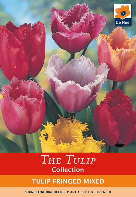 Tulip Fringed Mixture (4 Bulbs)