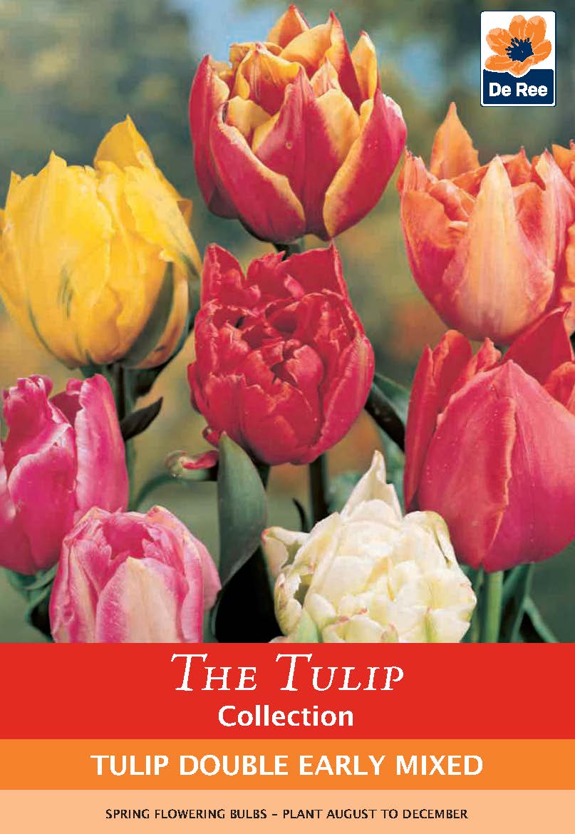 Tulip Double Early Mixed (4 Bulbs)