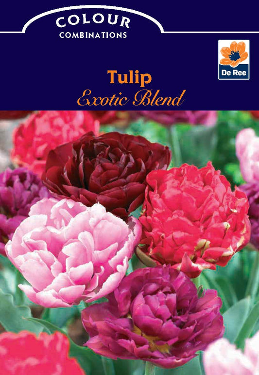 Tulip Exotic Blend (4 Bulbs)