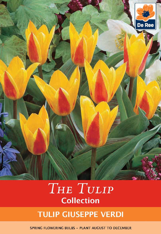 Tulip 'Giuseppe Verdi' (5 Bulbs)