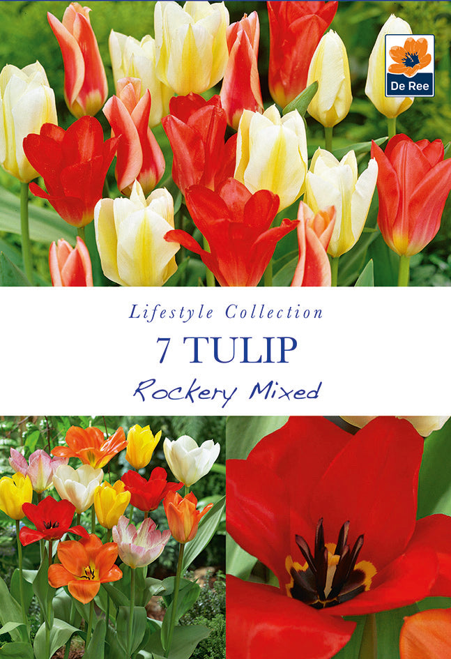 Tulip Dwarf Rockery Mixed Bulbs 5 Bulbs
