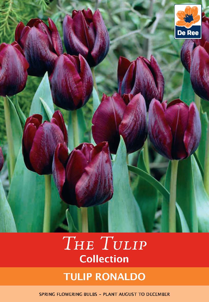 Tulip 'Ronaldo' (4 Bulbs)
