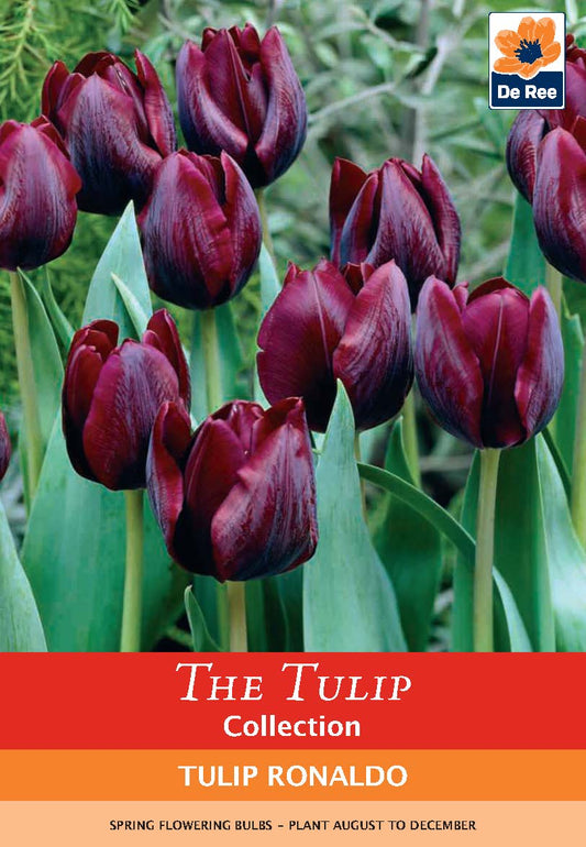 Tulip 'Ronaldo' (4 Bulbs)