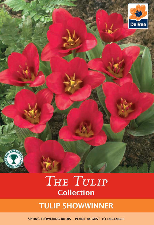 Tulip 'Showwinner' (5 Bulbs)