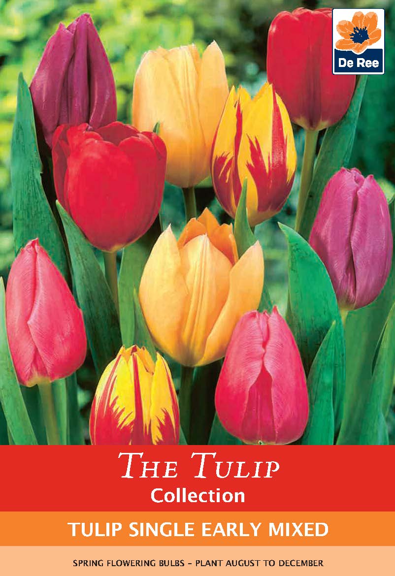 Tulip Single Early Mixed (5 Bulbs)