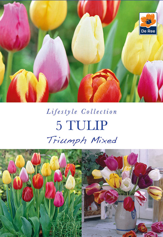 Tulip Triumph Mixed Bulbs (5 Bulbs)
