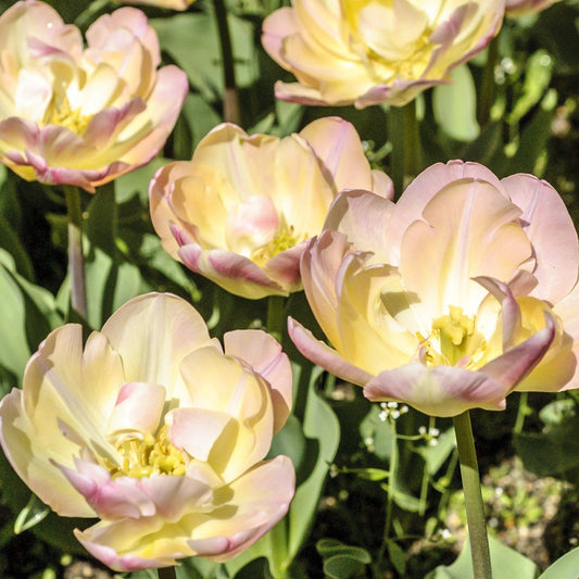 Tulip 'Upstar' (4 Bulbs)