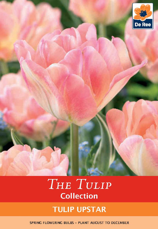 Tulip 'Upstar' (4 Bulbs)
