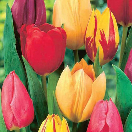 Tulip Single Early Mixed (5 Bulbs)