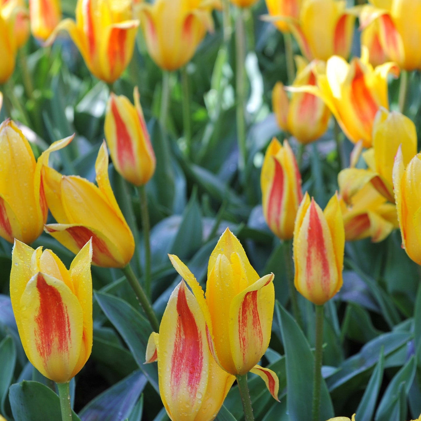 Tulip 'Giuseppe Verdi' (5 Bulbs)