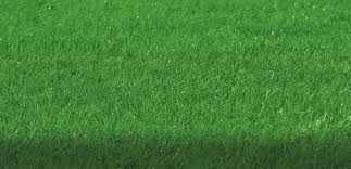 Finest Lawn Seed