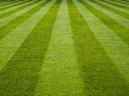 Rye Free Lawn Seed