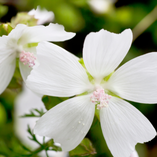 Malva Moschata Alba