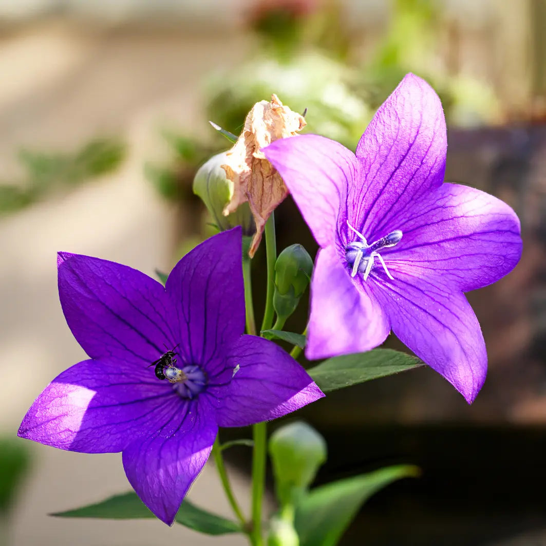 Platycodon Balloon Flower Mixed