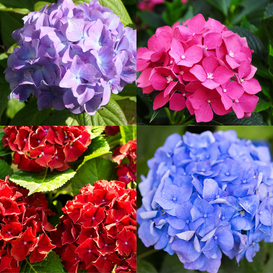 Mix of 4 Dwarf Hydrangea | Hydrangea macrophylla 'Little Mix' 2L