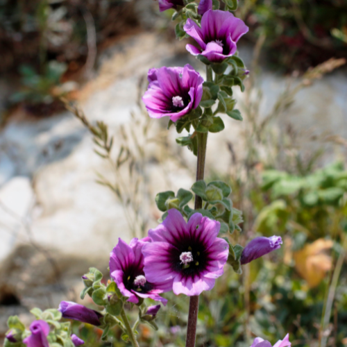 Lavatera Arborea