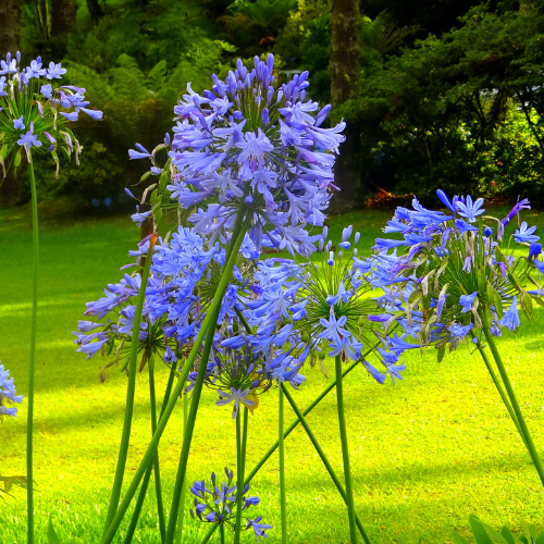Agapanthus 'Big Blue'