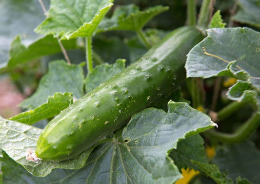 Cucumber Marketmore 76