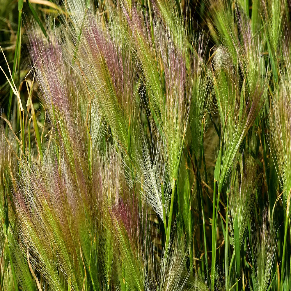 Hordeum Jubatum (Foxtail Barley)