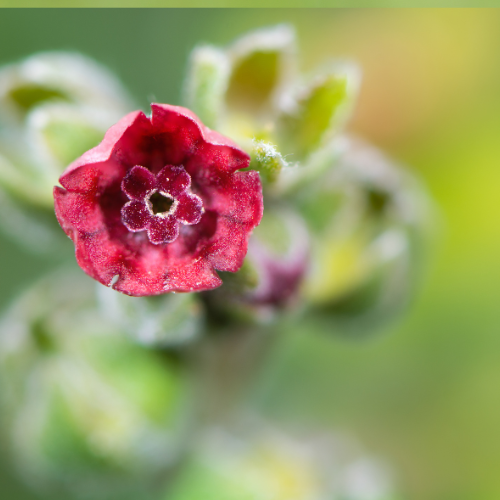 Cynoglossum officinale