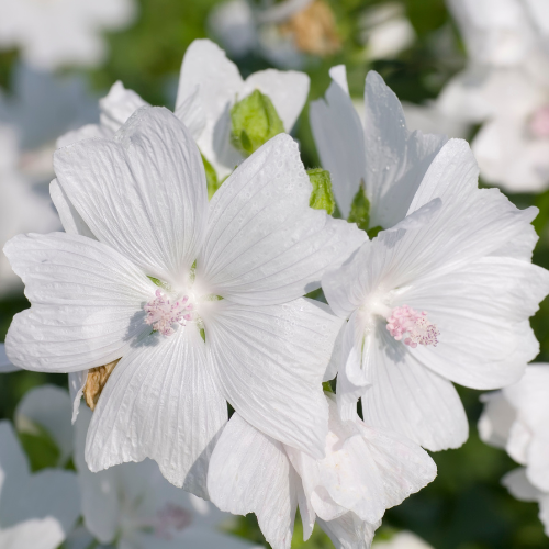 Malva Snow White