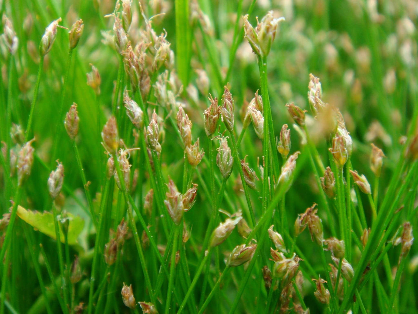 Eleocharis acicularis (Dwarf Hairgrass) - Marginal Pond Plants  - Pond Plants - Water Plants - OX005