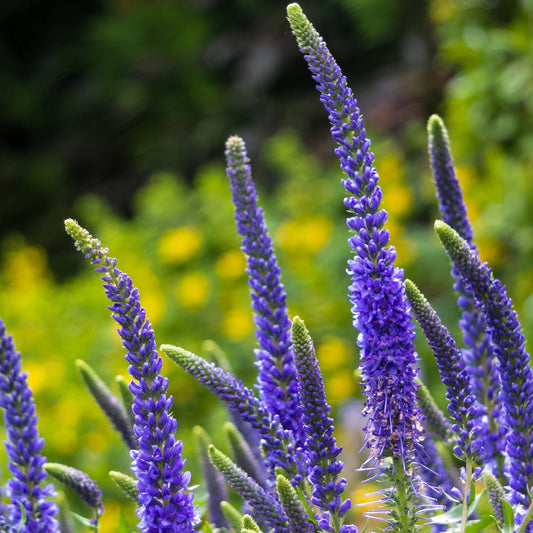 Veronica 'Anniversary Blue' 9cm/2L