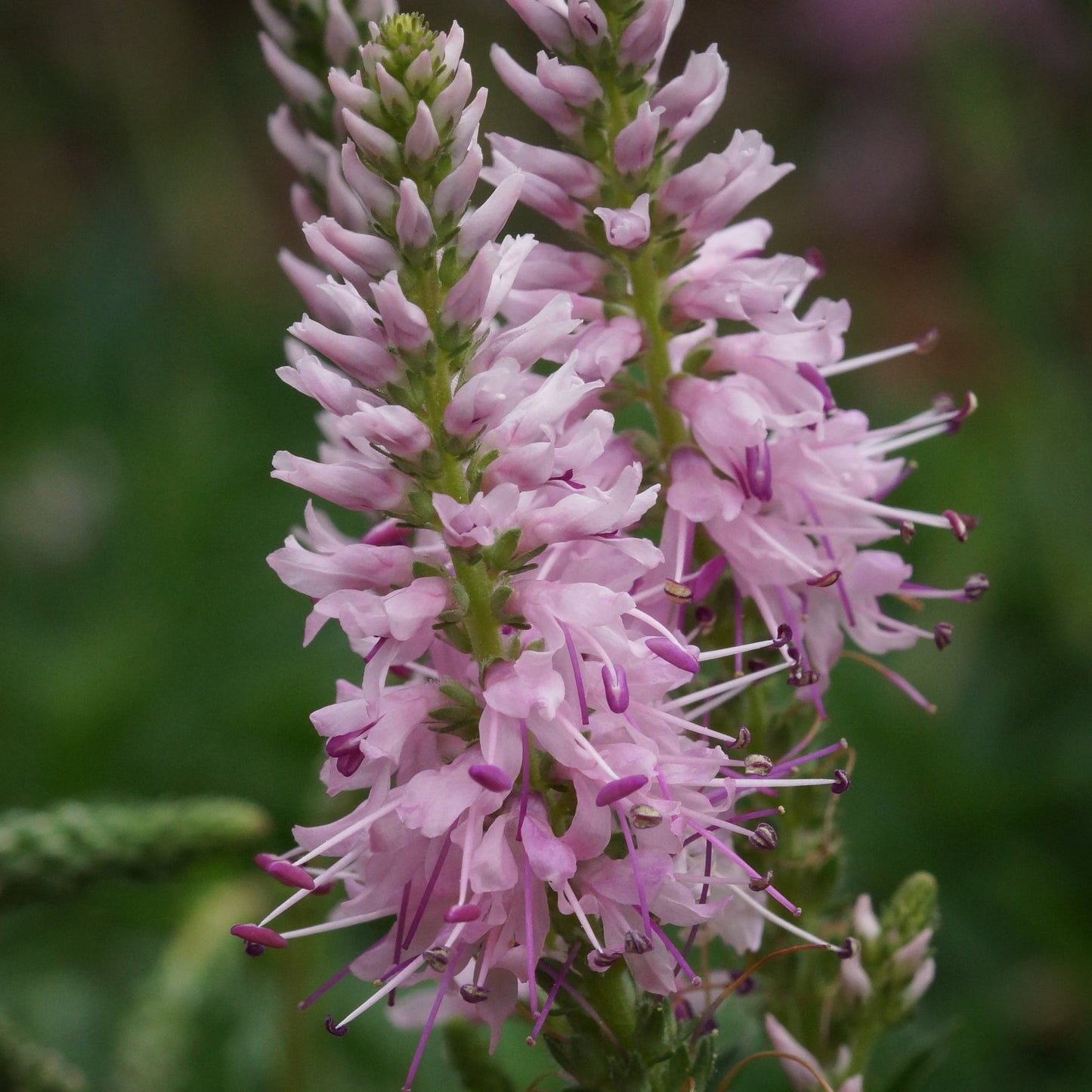 Veronica  'Anniversary Pink' 9cm/2L
