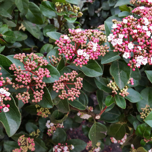 Viburnum tinus 'Lisa Rose' 9cm / 2L