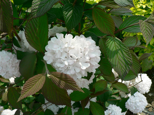 Viburnum opulus 'Roseum' (Snowball) 9cm / 2L / 5L