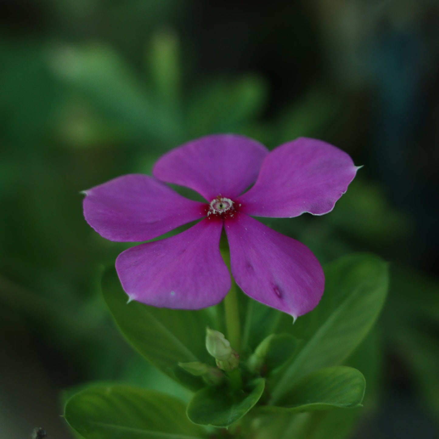Vinca minor Tricolour | Periwinkle | 2L