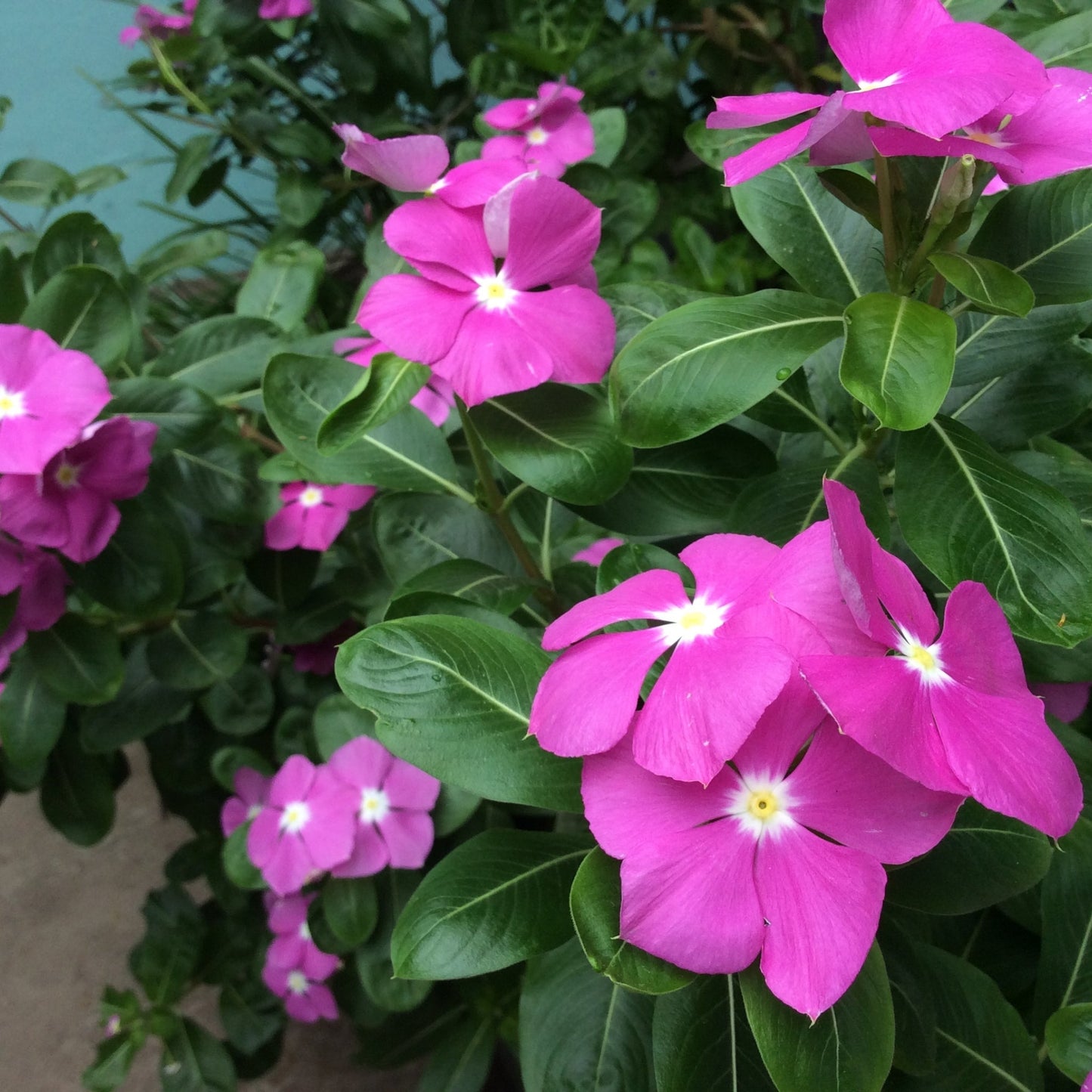 Vinca minor atropurpureum Purple (Periwinkle) 9cm / 2L
