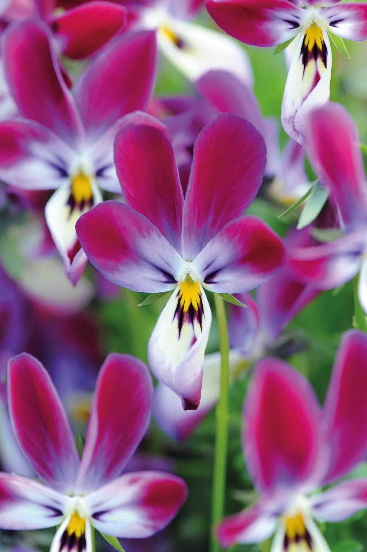 Viola Bunny Ears