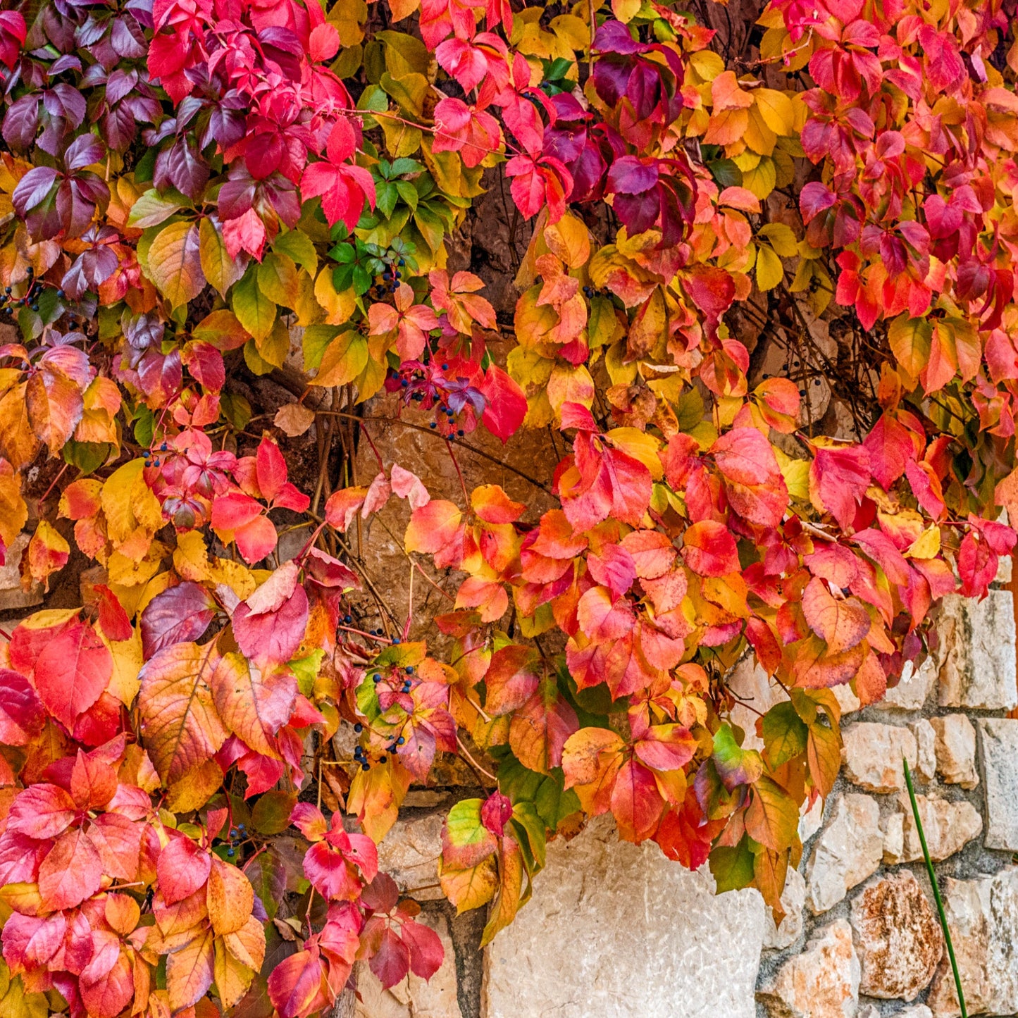 Parthenocissus quinquefolia 'Virginia Creeper' 2L