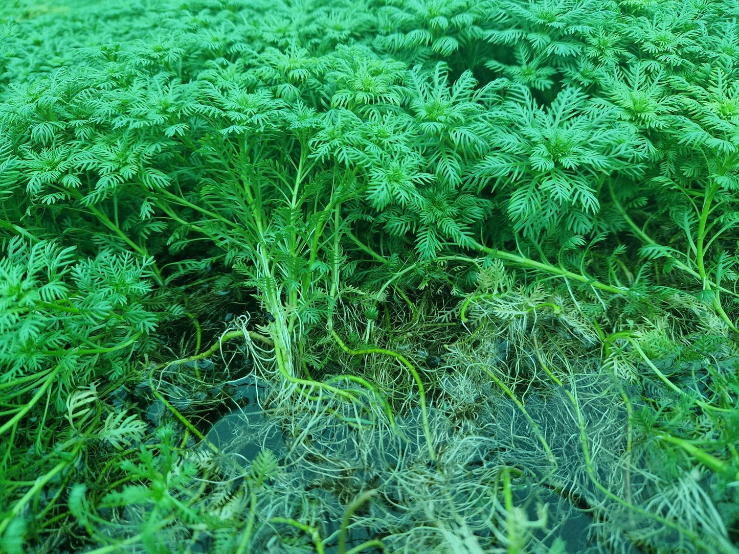 Hottonia Palustris - 1- 25 Bunches / Oxygenating Pond Water Plants/ weed - OX009