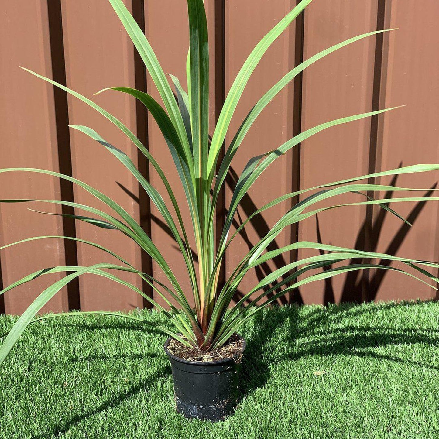 Cordyline australis Peko - Green (3 sizes available)