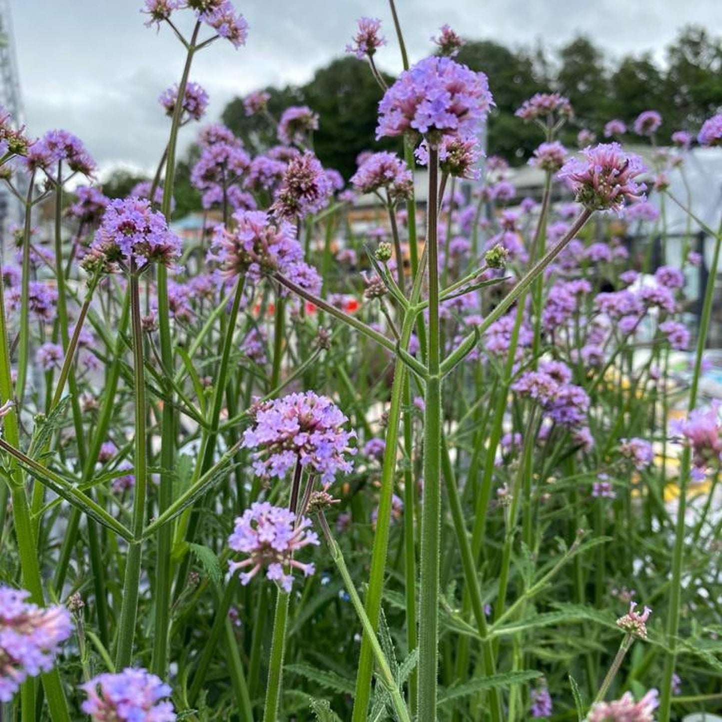 Verbena bonariensis 9cm/1.5L/2L