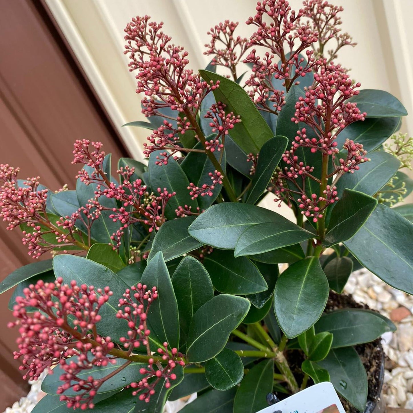 Skimmia japonica Rubella 9cm-12L