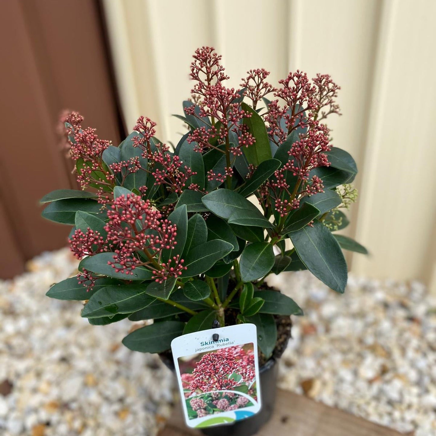 Skimmia japonica Rubella 9cm-12L